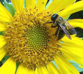Honey Bees and Sunflowers